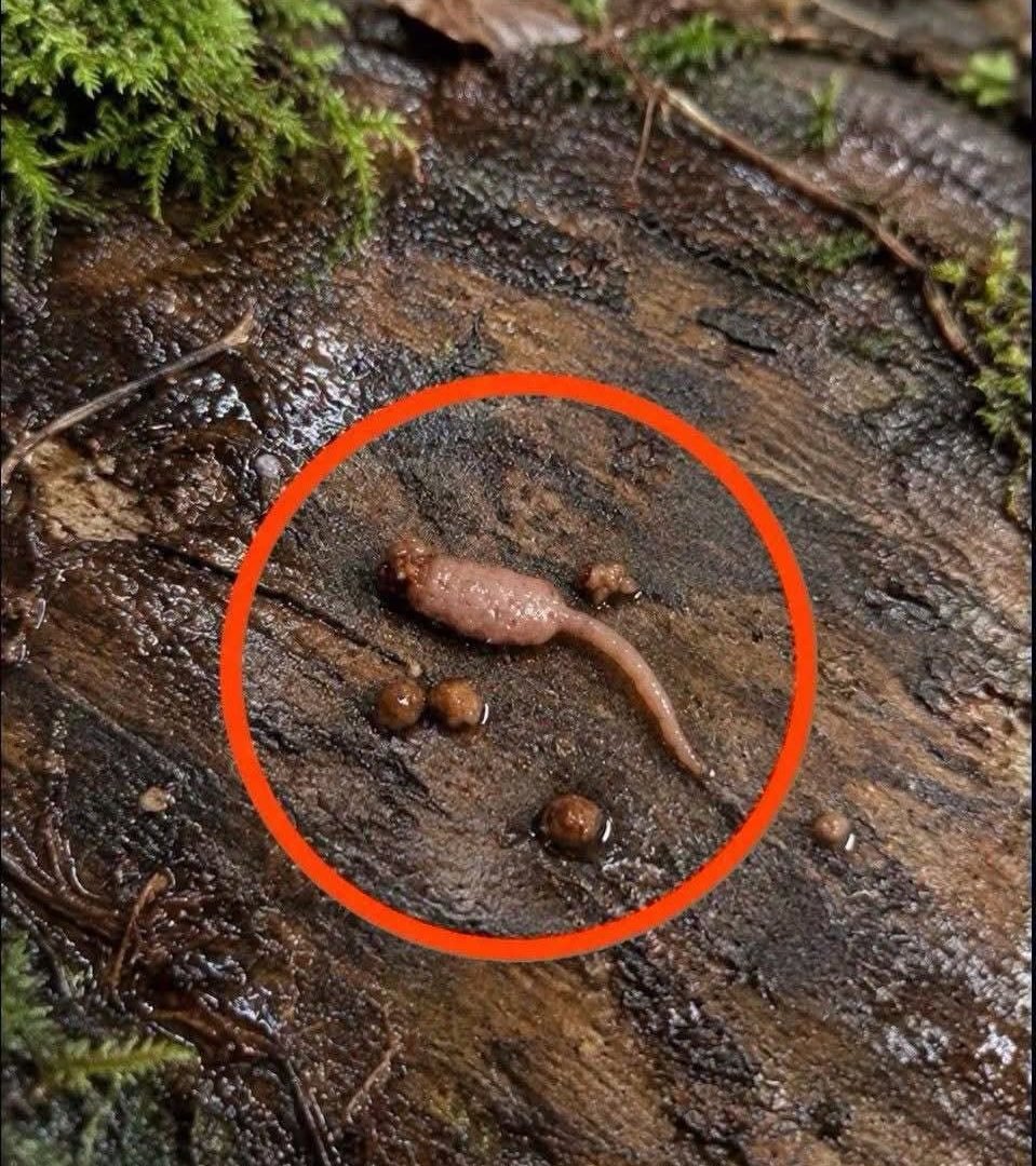 I Found a Strange Object in My Ground Beef While Cooking — What Could It Be? 829196489_1460922376094091_5610693894450035384_n