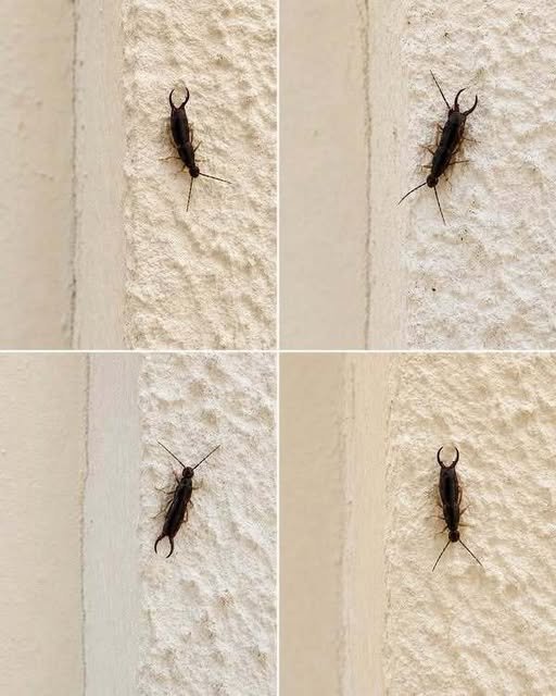 Warning! If You Find This Insect in Your Home, It May Be a Sign of Excess Moisture 830902028_1119912673876749_6000839784362702468_n