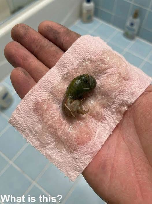 What Is This Strange Creature Found in the Bathroom? Possible Explanations and What to Do 831195405_1130246812910363_1354936187624849286_n