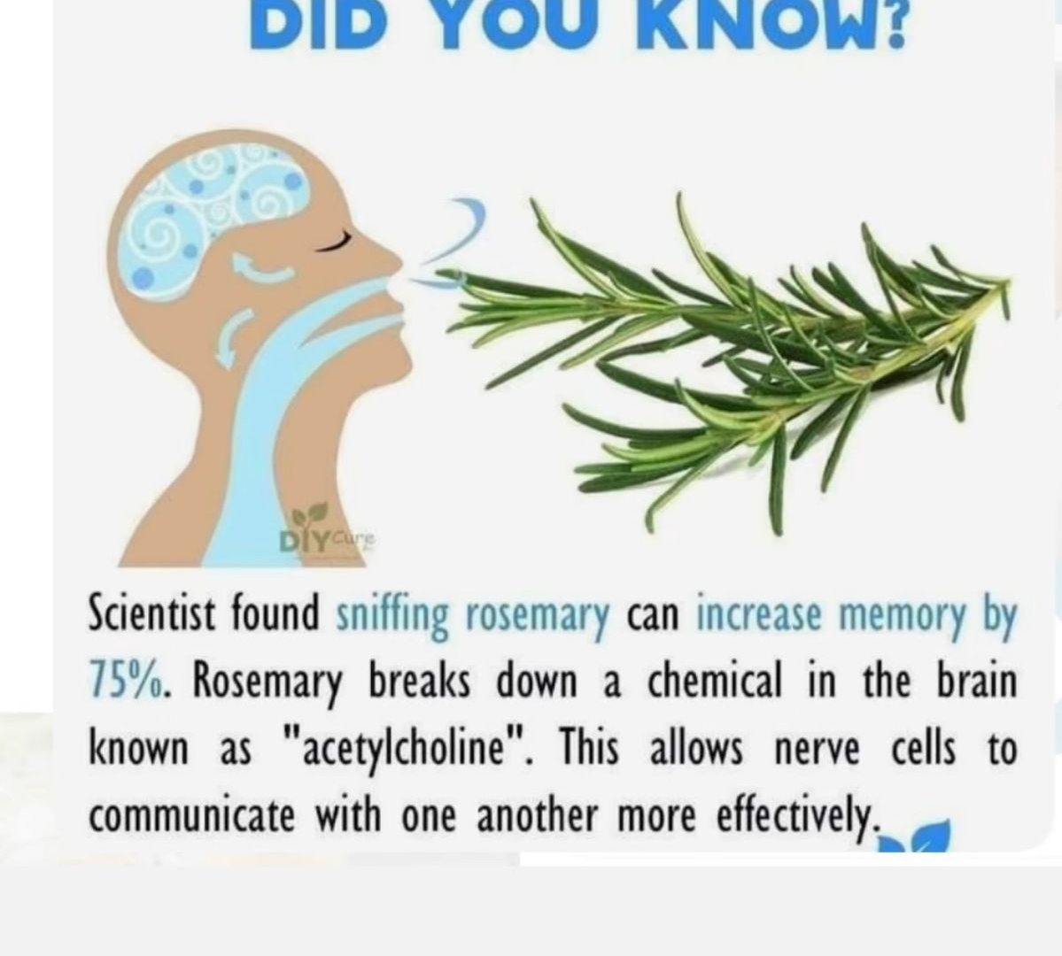 Can Smelling Rosemary Improve Memory? What Science Really Says image