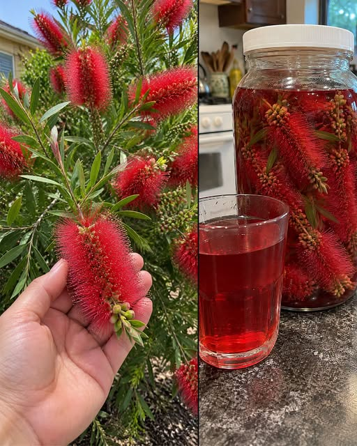 Bottlebrush Plant: What Makes This Bright Red Flower So Special? image