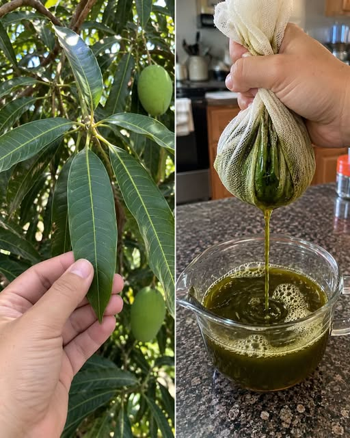 Mango Leaves: Traditional Uses, Potential Health Benefits, and What Science Really Says image
